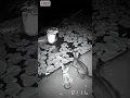 Download Lagu REKAMAN CCTV ULAR SANCA BATIK DIDALAM KOLAM... 😱😱😱