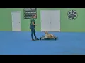 Obedience Commands Hand Signals