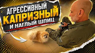 Агрессивный капризный и наглый шпиц