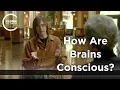 Download Lagu Dean W. Zimmerman - How are Brains Conscious?