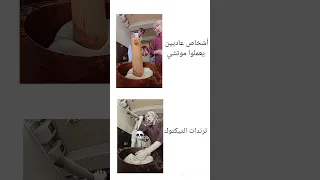 يوشو هي ياي ياي 