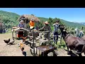 Download Lagu Nomadic Mountain Life | Caring for Calves, Baking Tandoor Bread \u0026 Cooking Abgoosht