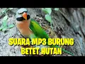 Lagu Suara Pikat Pemanggil Semua Burung BETET hutan.
