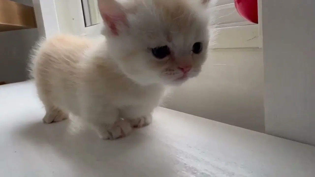 動画