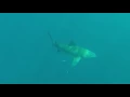Orion Spearguns - Hunting With Bull Sharks