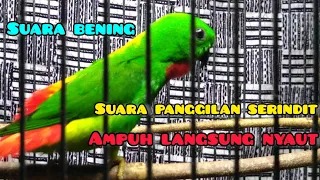 serindit gacor suara bening ampuh untuk pancingan 