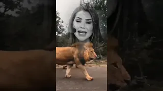 كن أسدا في عرينك ولا تكن ثعلبا في وكرك    دندنها