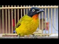 Download Lagu Kicau Burung Kutilang Emas Gacor, full isian