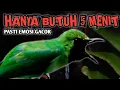 Download Lagu Pancingan cucak ijo biar langsung gacor