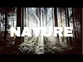 Download Lagu Instrumen Musik Alam Hutan (Backsound Suara)