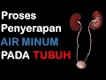 Download Lagu BAGAIMANA AIR YANG KITA MINUM DAPAT DISERAP OLEH TUBUH,  DAN DIKELUARKAN LEWAT SALURAN  KENCING ?