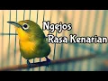 Download Lagu Jos Rasa Kenarian Suara Kecial Kuning ini Ampuh Untuk Pemasteran Kecial kuning Ombyokan (20/06/20)