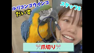 ルリコンゴウインコだいずの爪切り....まさかのハプニングwww