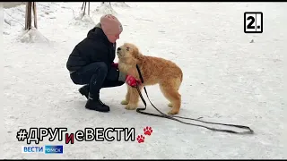 Щенок из омского приюта Чубакка-Чуи ищет хозяина