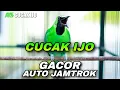 Lagu PANCINGAN CUCAK IJO GACOR COCOK UNTUK DONGKRAK EMOSI BIRAHI IJO TROTOL AGAR CEPAT JAMTROK NAIK EMOSI