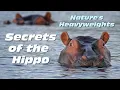 The Amazing Life of Hippos Discover the Secrets of the World s Heaviest Land Mammals