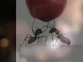 AntWork