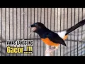 Download Lagu Pancingan murai batu gacor AMPUH buat MURAI BATU AGAR BUNYI jadikan BURUNG MURAI BATU GACOR ISIAN