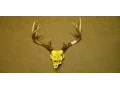 Deer Skull Dipping With Spray Paint DIY Hydro Dipping