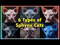 6 Types of Sphynx Cats Unique Adorable Hairless Cat Breeds You Need to See