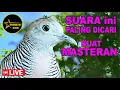 Lagu suara burung Perkutut Lokal Gacor spesialis pemikat cepat NYAUT