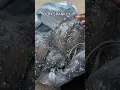 Download Lagu Bought my #formal dress from AliExpress 🤪 #fashion #formaldress #aliexpress #aliexpressfinds