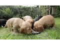 Cocker Spaniel Puppies 5 Weeks Old