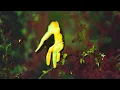 obli - 'Too Far' (Official Audio)