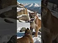 Colorado couple and the dog