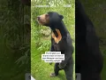 Download Lagu English zoo confirms bear on hind legs is real