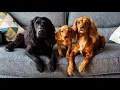 Meet Our New Cockerdor Puppy Cally - Labrador X Working Cocker Spaniel Puppy Journey