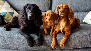 Meet Our New Cockerdor Puppy Cally - Labrador X Working Cocker Spaniel Puppy Journey