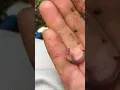 Squirmy Wormy