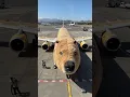 Download Lagu Capybara Airplane! Sit back and enjoy the ride! ✈️✨