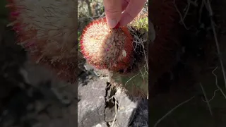 Caribbean hiking food, turkshead 🌵