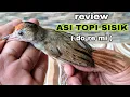 Download Lagu REVIEW BURUNG ASI TOPI SISIK MINI | ASI TOPI SISIK GACOR | ASI TOPI DOREMI | ASI KUMIS | ASI BESAR