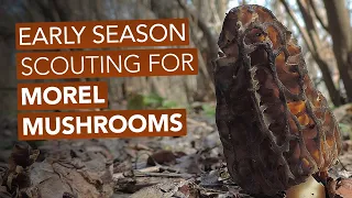 Early Season Scouting For Morel Mushrooms