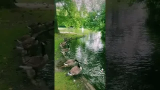 أم كلثوم أنت ياجنة حبي واشتياقي 