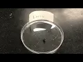 Bio 114 Lab Pill Bug