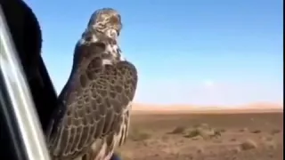 صالح المانعه على وقع الوصال 