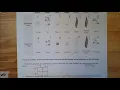 Punnett Square Practice WS - Independent Practice