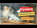Download Lagu SUARA UNTUK MERANGSANG BIRAHI LOVEBIRD JANTAN \u0026 BETINA | MASTERAN JEBOL BIRAHI