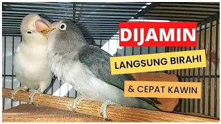 Download SUARA UNTUK MERANGSANG BIRAHI LOVEBIRD JANTAN \u0026 BETINA | MASTERAN JEBOL BIRAHI MP3