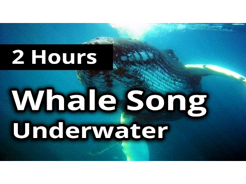 Download MP3 SOUNDS of WHALE SONG for 2 Hours - For Meditation, Concentration, Relaxation and Sleep.