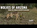 Wolves Of Arizona Filming Endangered Mexican Gray Wolves