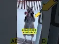 Lagu Rescuing an abandoned baby kangaroo #shorts
