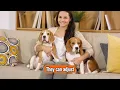 The Beagle - Top Personality Traits Characteristics And Facts