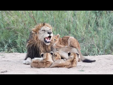 Download MP3 LION CUBS pester their FATHER