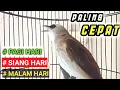 Download Lagu Pancingan dan MASTERAN TRUCUKAN ISTIMEWA agar burung trucukan cepat bunyi gacor dan ROPEL
