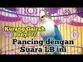 Download Lagu Lovebird anda Kurang Bergairah dan Malas Bunyi ? Coba Pancing Dengan Suara Lovebird ini